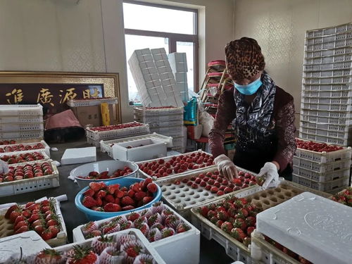 千金乡草莓 春日的甜蜜馈赠，带来新鲜水果零售新体验