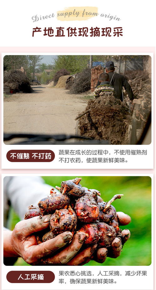 高原马蹄脆甜，云南特产荸荠地梨的滋味与选购