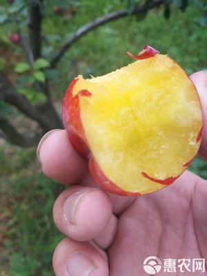 【农人直供】源自原产地的酸甜馈赠 当季新鲜黄肉红布林李子